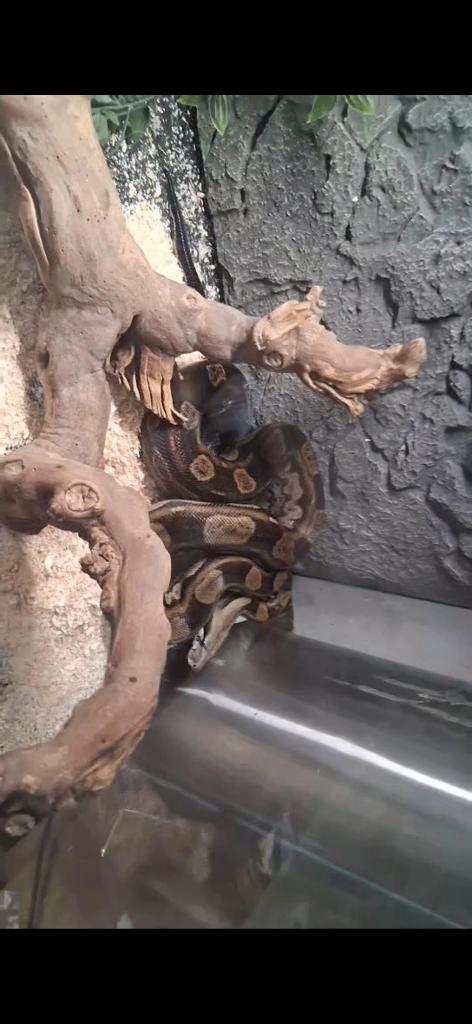 Boa Constrictor + terrarium, Dieren en Toebehoren, Reptielen en Amfibieën, Slang, Met terrarium, 3 tot 6 jaar