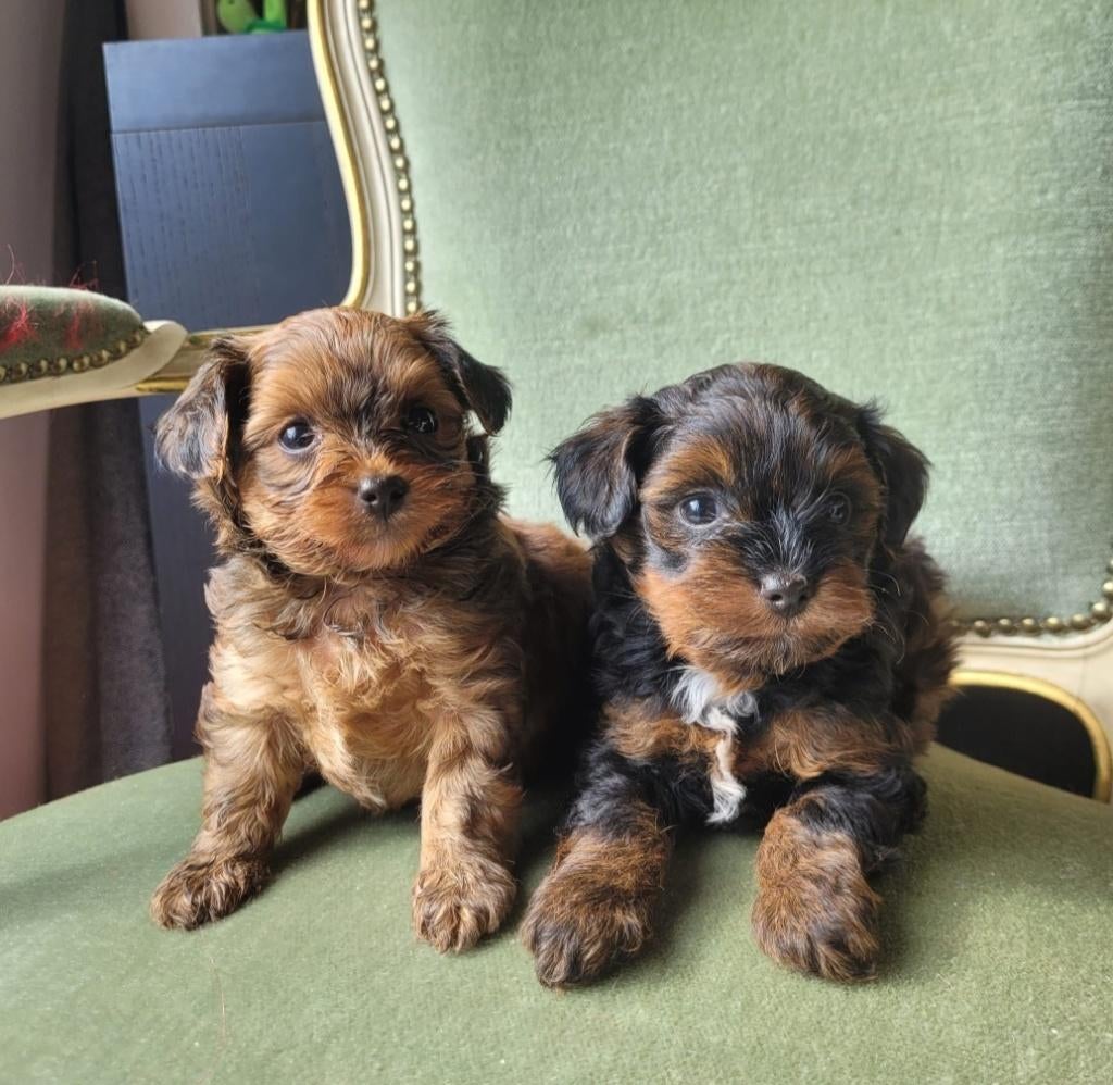 Schattige hypoallergene pups, Dieren en Toebehoren, Parvo, België, Fokker | Hobbymatig, Overige rassen