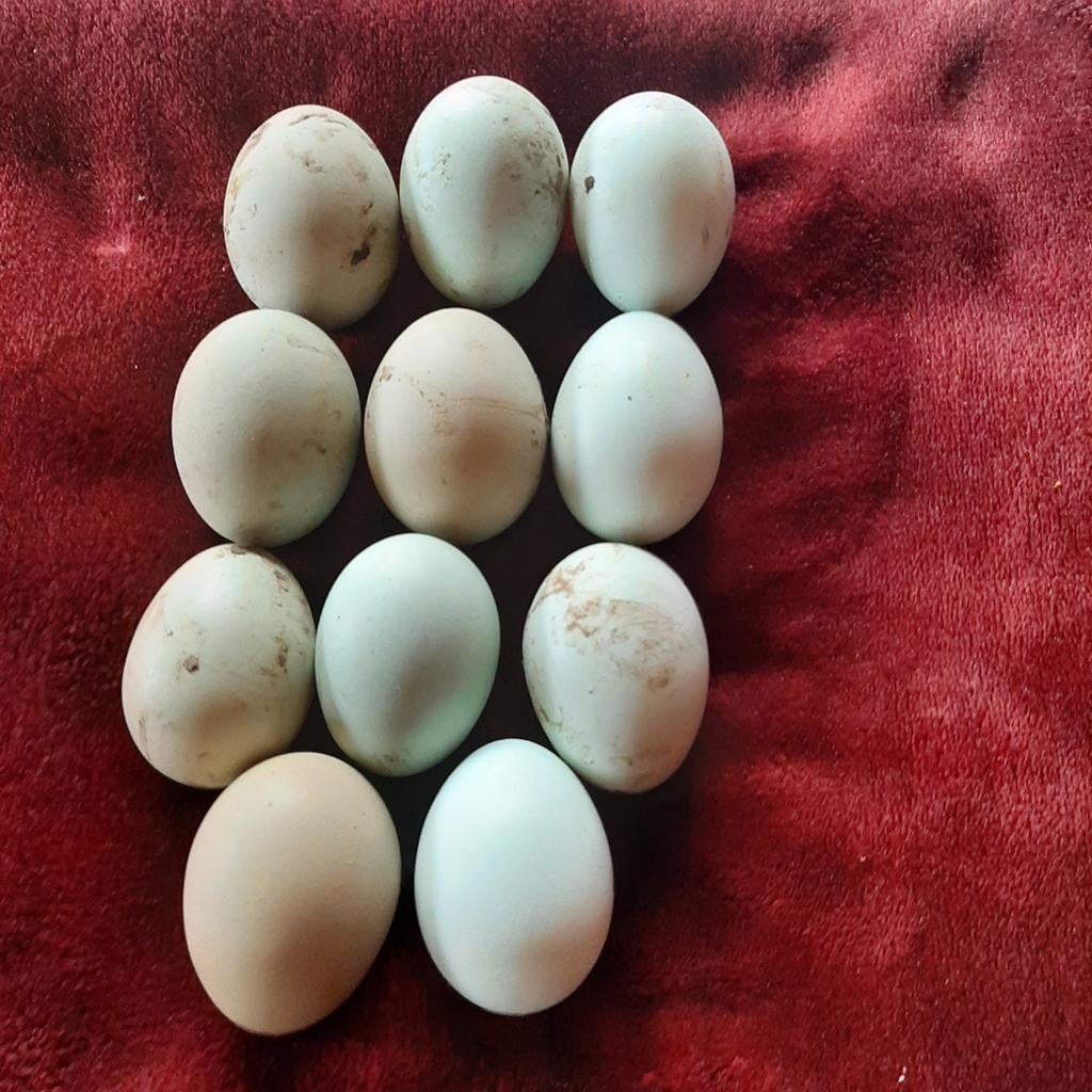 Coloristes d'œufs à éclore, Animaux & Accessoires, Volatiles