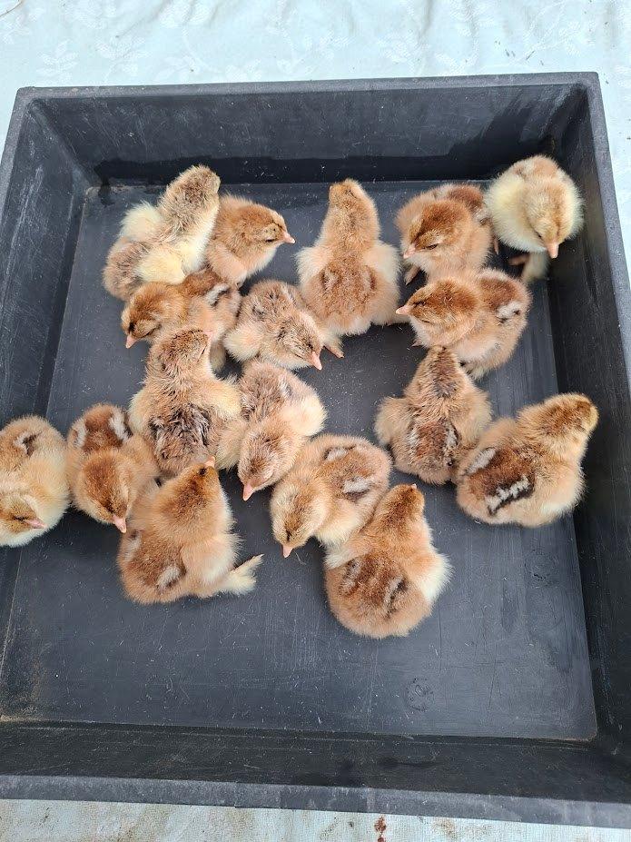 kuikens van brahma goudpatrijs groothoen, Dieren en Toebehoren, Pluimvee, Geslacht onbekend, Kip