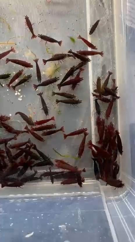 Hobbyaquarium  Bloody Mary garnalen +15=KORTING, Dieren en Toebehoren, Vissen | Aquariumvissen, Kreeft, Krab of Garnaal, Zoetwatervis