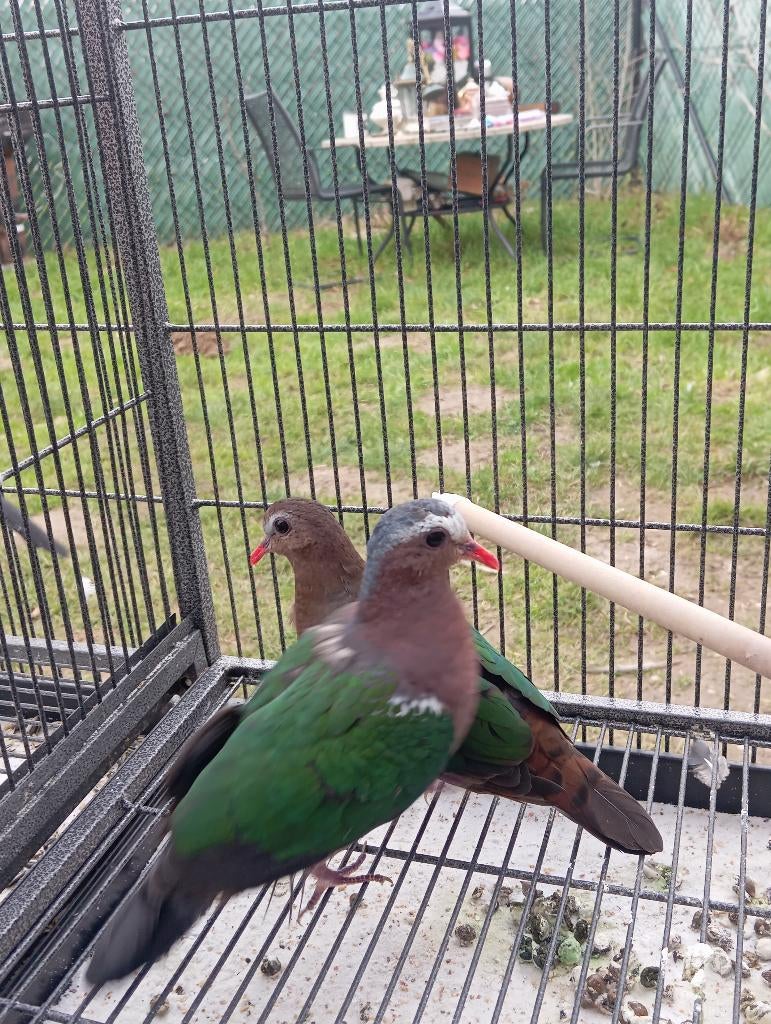 Een Afrikaanse tortelduif man van 2025, Dieren en Toebehoren, Mannelijk, Tortelduif