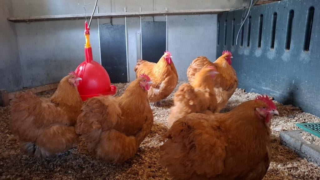 Broedeieren Orpington groothoenders kleur Buff, Dieren en Toebehoren, Pluimvee, Kip