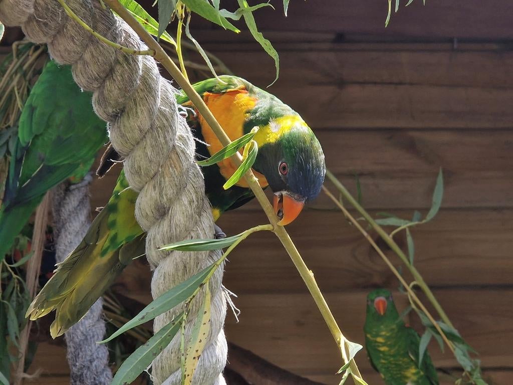 Bloedvlek lori, Dieren en Toebehoren, Mannelijk, Papegaai, Geringd