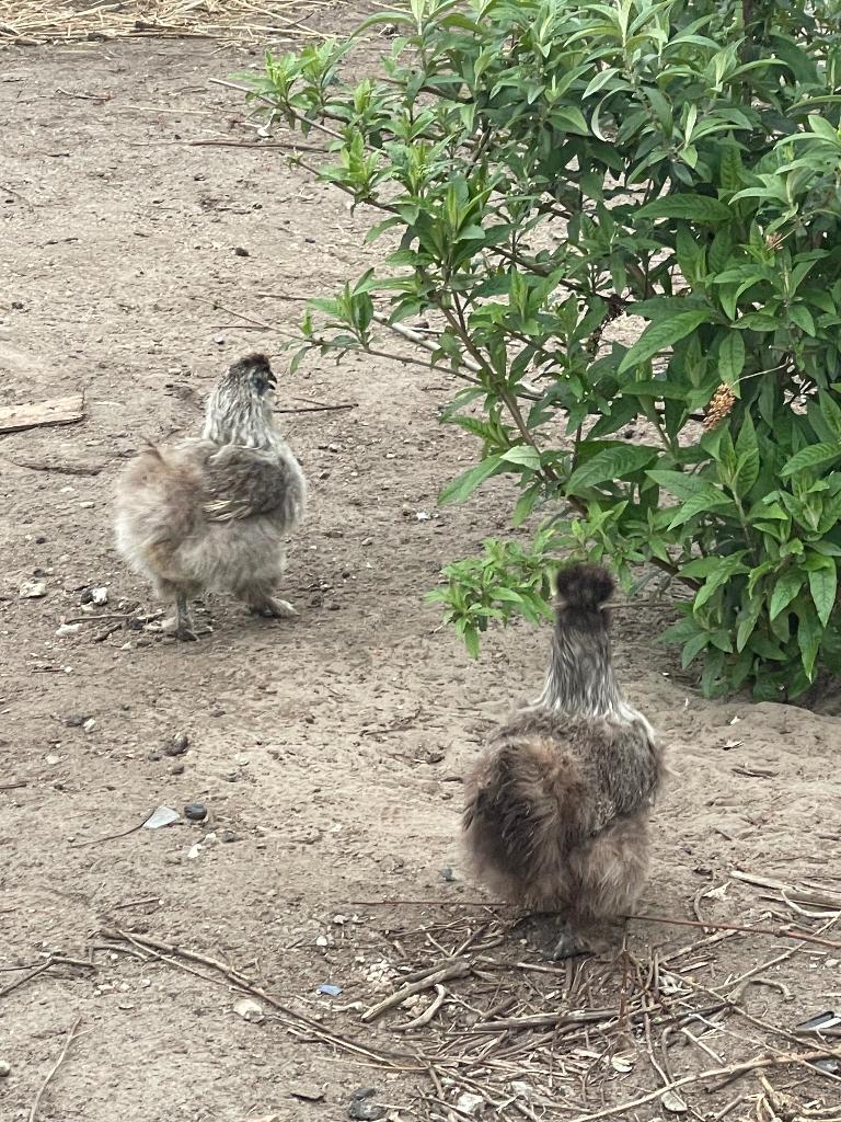 Hennen aan de leg, Dieren en Toebehoren, Pluimvee, Vrouwelijk, Kip