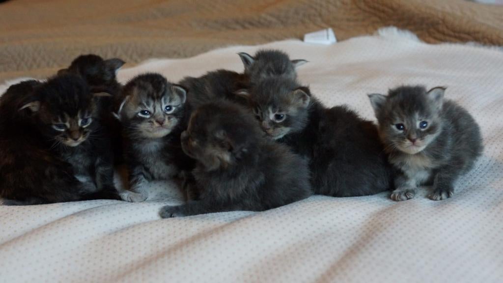 Chatons Maine Coon, Plusieurs animaux, À poils longs, 0 à 2 ans