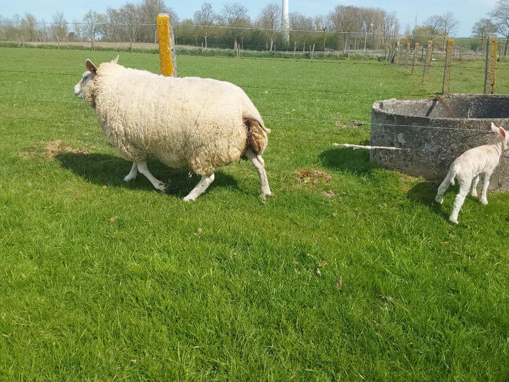 Schapen te koop, Dieren en Toebehoren, Vrouwelijk, Schaap, 3 tot 5 jaar
