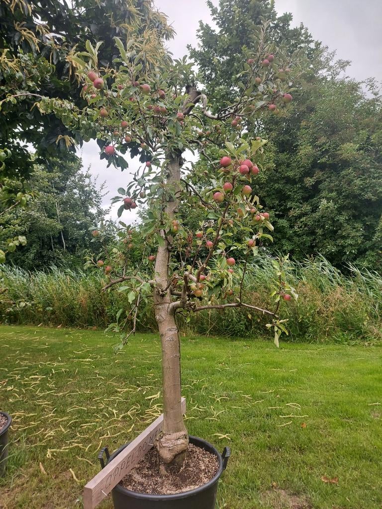 Oude fruitbomen o.a. Elstar, Ophalen, 250 tot 400 cm, In pot, Appelboom