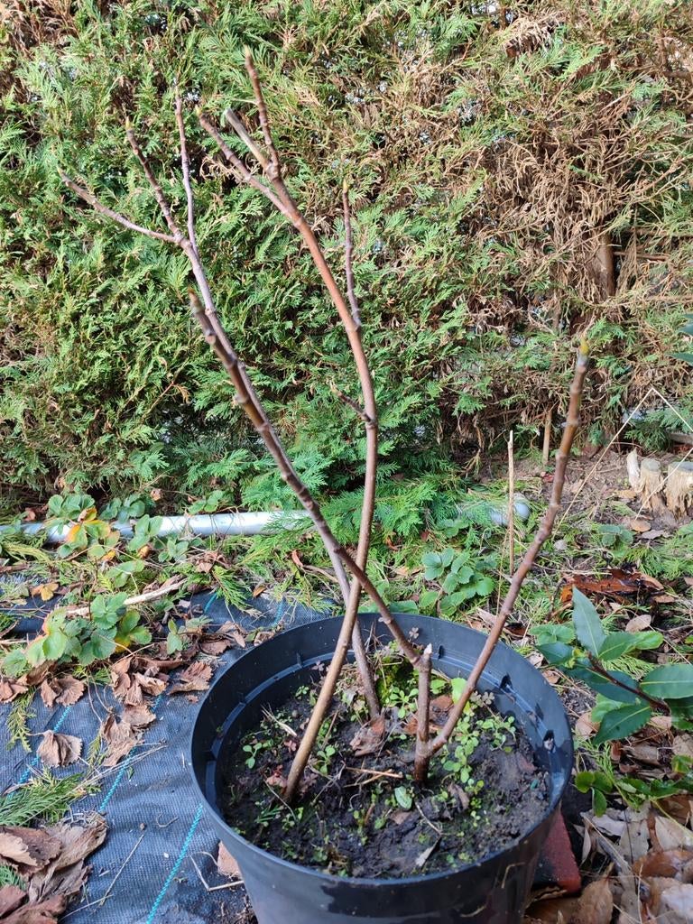 3 stekken vijgenboom, Ophalen