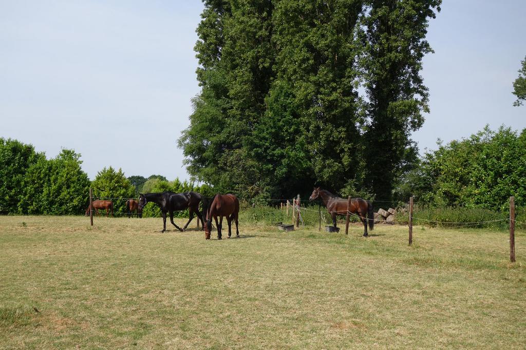 Boxes Chevaux et poneys, Animaux & Accessoires, Pâturage, 4 chevaux ou poneys ou plus
