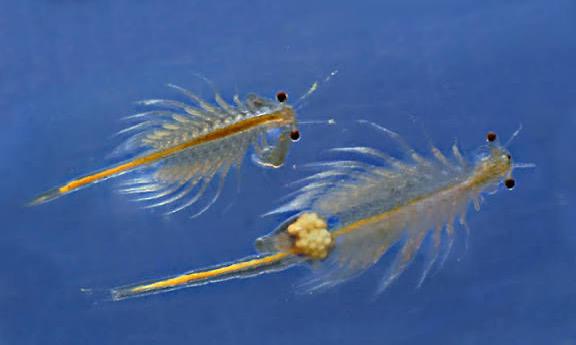 Artemia, Dieren en Toebehoren, Vissen | Aquaria en Toebehoren, Ophalen