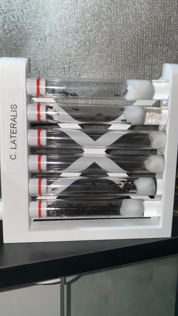 Grand tube à essai pour nids de fourmis, Fourmis