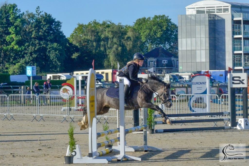 B pony (5 jaar), Dieren en Toebehoren, Pony's, Ruin, B, B pony (1.17m tot 1.27m), Springpony, 3 tot 6 jaar, Gechipt, Ontwormd