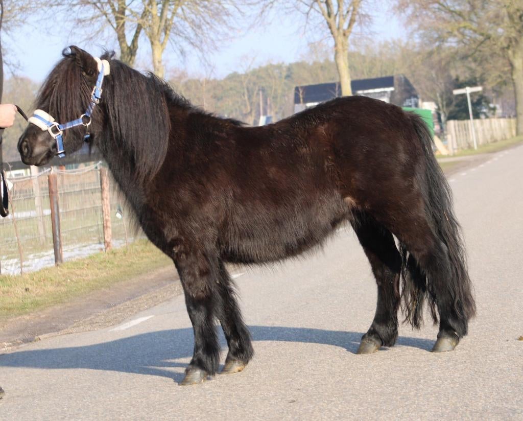 Te koop grote maat zwarte stamboek shetlander, Dieren en Toebehoren, Paarden, Merrie, Gechipt