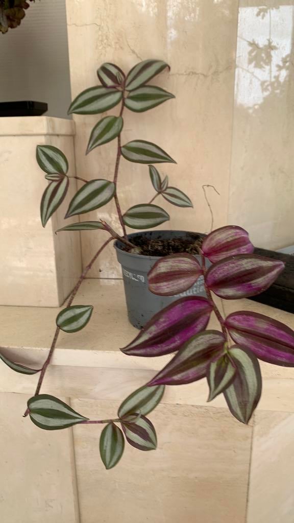 Paarse hangplant, Enlèvement