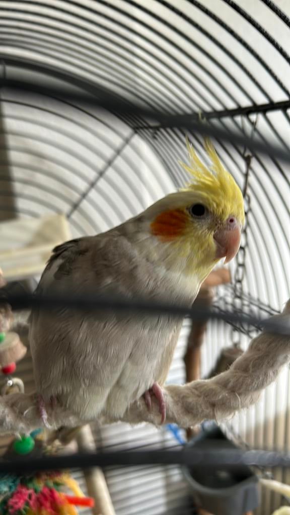 Hand tam, Domestique