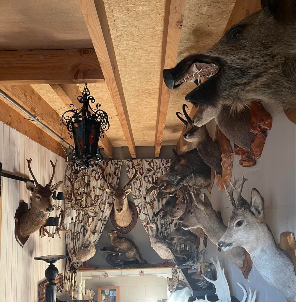 TAXIDERMIE - Mooie Opgezette Koppen !!!, Verzamelen, Ophalen of Verzenden, Gebruikt, Wild dier, Gewei of Kop