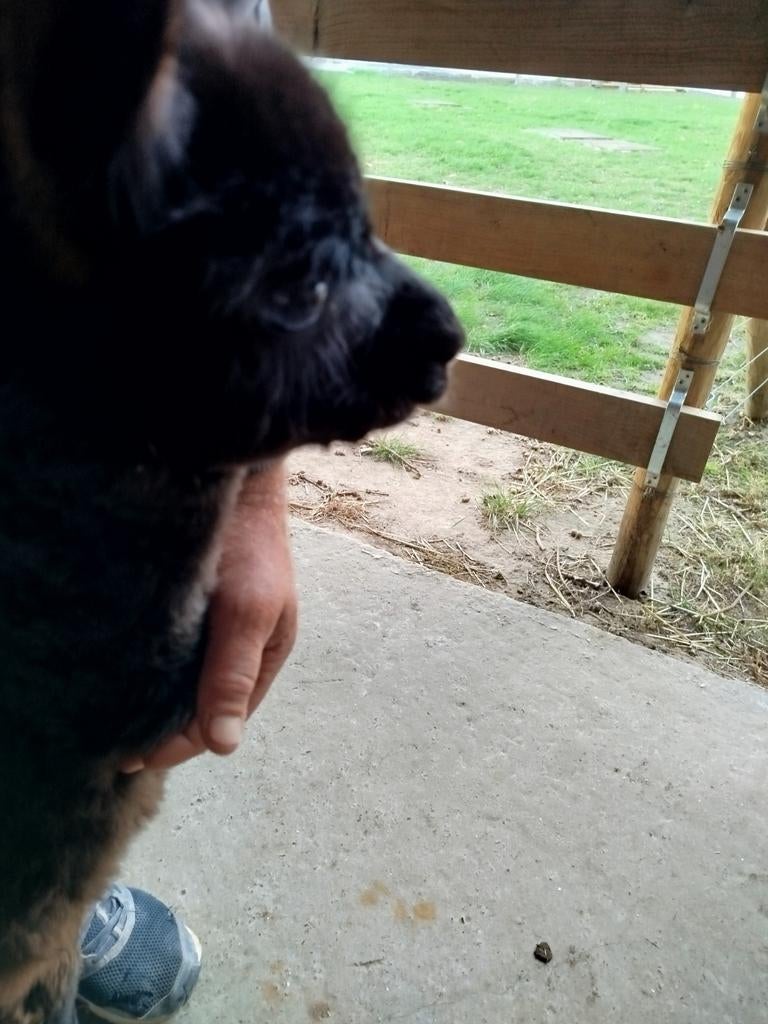 Alpaca merrie, Dieren en Toebehoren, Merrie