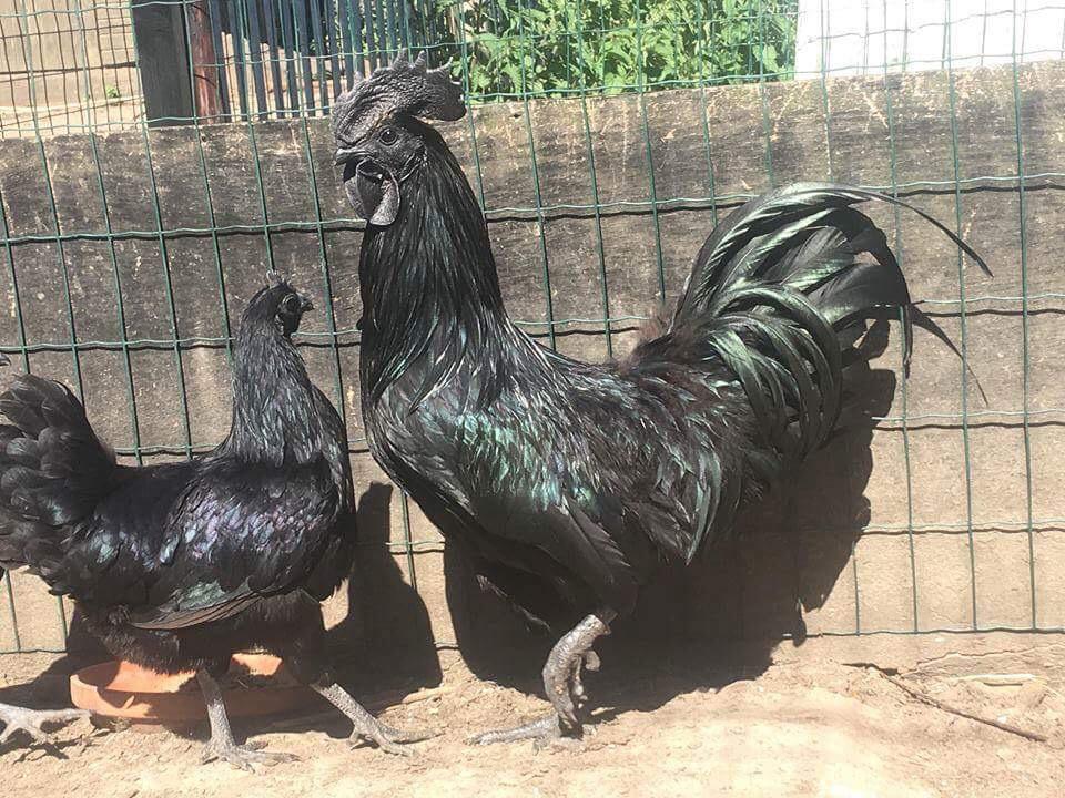 Ayam cemani, Dieren en Toebehoren