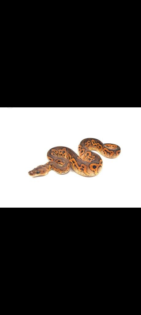 Koningspython, ball python, Dieren en Toebehoren, Slang, 0 tot 2 jaar