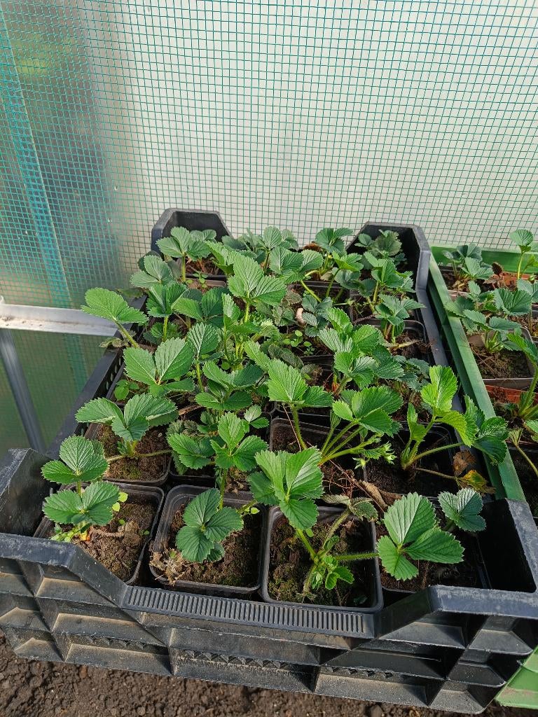 Aardbei planten, Ophalen, Volle zon, Vaste plant, Fruitplanten