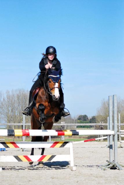 Gekeurde dekhengst ( new forest pony ), Étalon