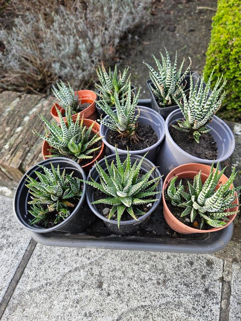 Zebra cactussen (ook leuk als geschenkje), Ophalen