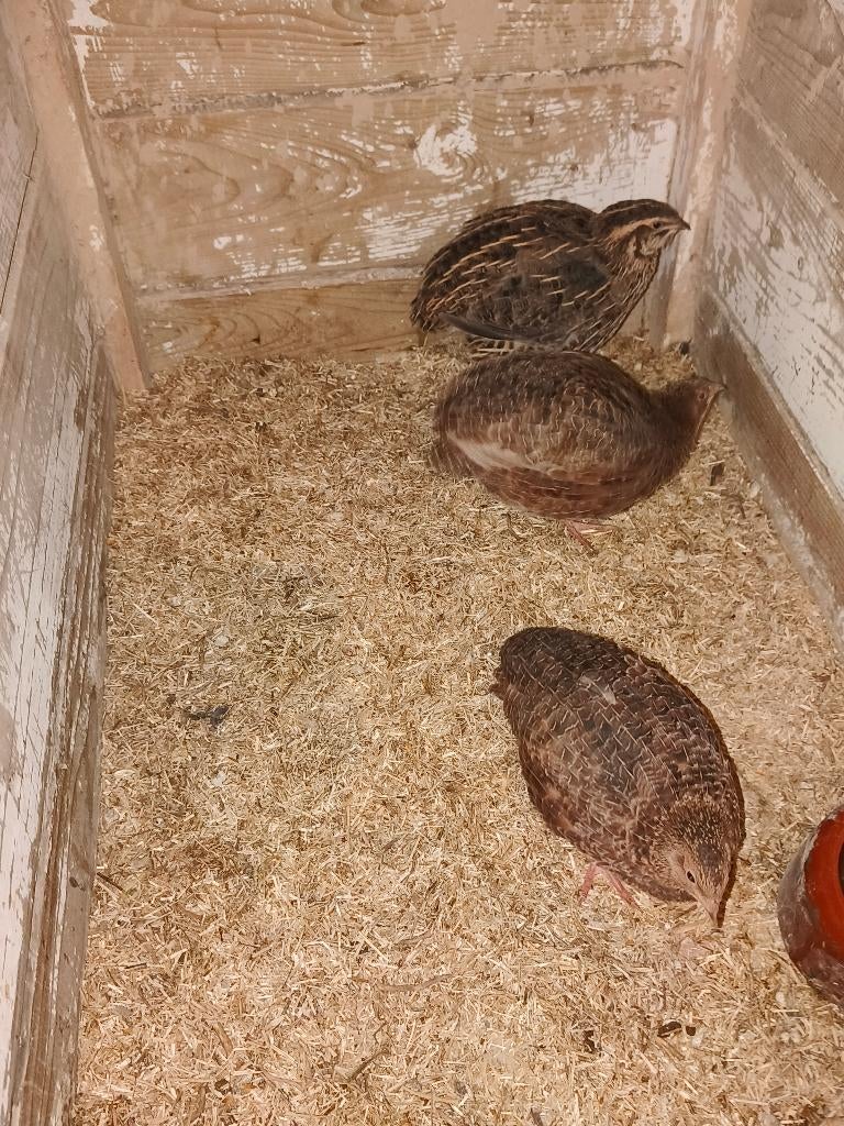 5 Japanse kwartel hennen in aparte kleuren, Femelle, Autres espèces