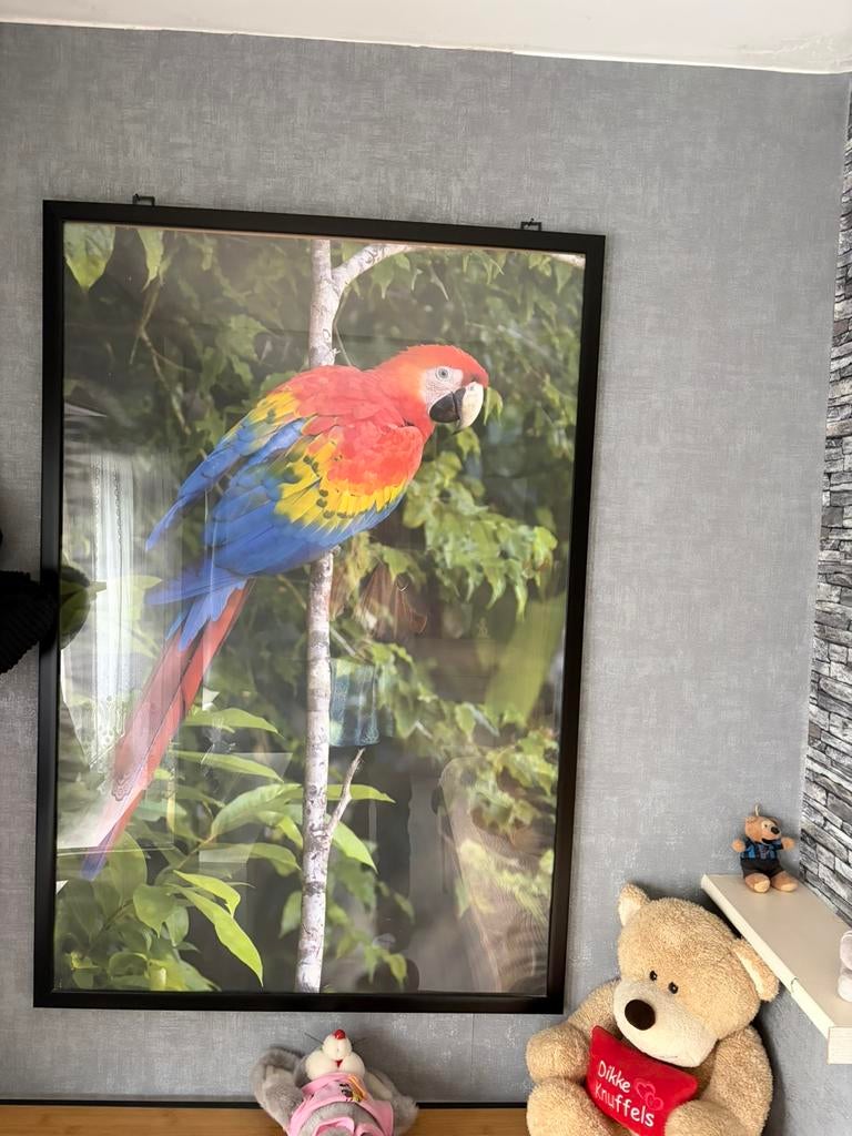 Cadre Parrot à vendre, Antiquités & Art, Enlèvement