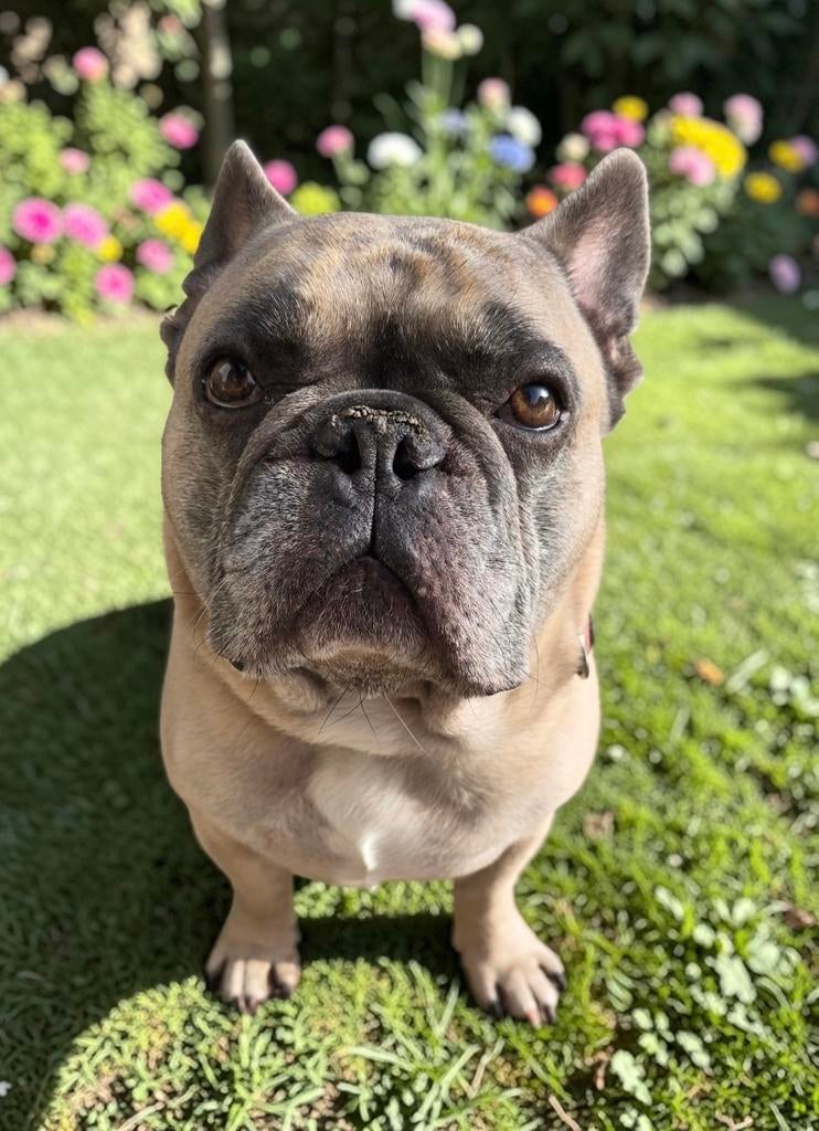 Dekreu Franse bulldog, Chien (mâle), Hépatite contagieuse (maladie de Rubarth), Belgique, Bouledogue