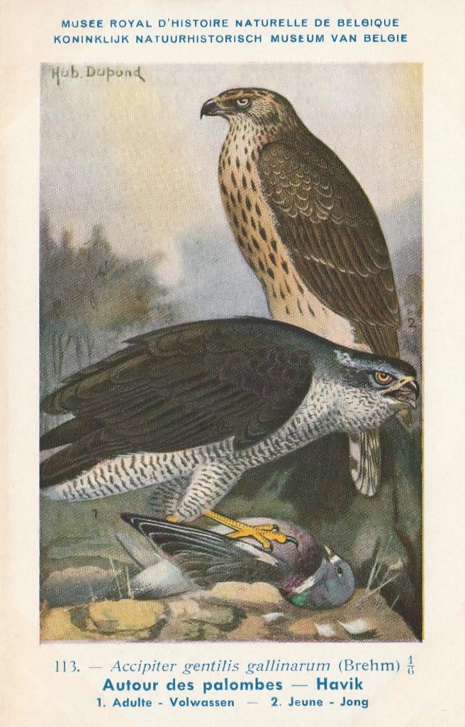 HAVIK, Verzamelen, Postkaarten | Dieren, Verzenden, Ongelopen, Vogel