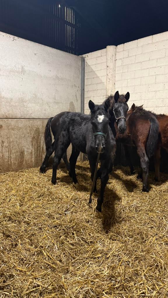 Liefste hengst veulen, Moins de 160 cm, Avec pedigree, Étalon, 0 à 2 ans