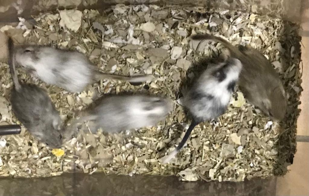 5 jonge gerbils pups, Dieren en Toebehoren, Knaagdieren, Februari, Meerdere dieren, Overige typen, Tam