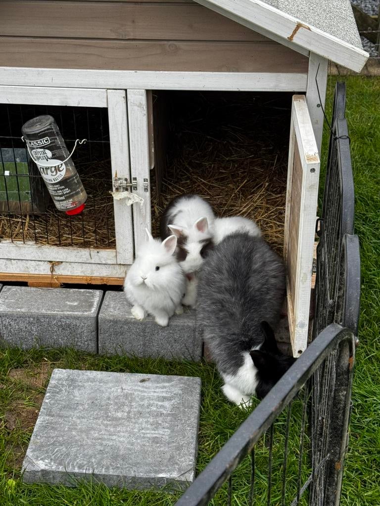 Dwergkonijntjes, Dieren en Toebehoren, Februari, Meerdere dieren, Overige typen