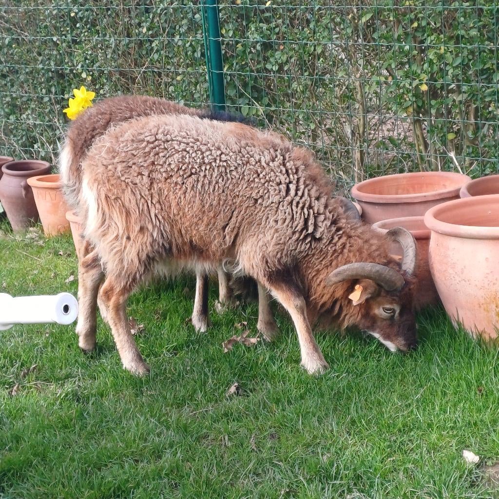 schaap soay, Dieren en Toebehoren, Meerdere dieren, Schaap, 0 tot 2 jaar