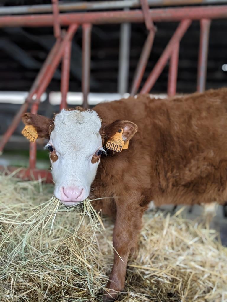 Vaars en stierkalf Dexter x mini-hereford, Dieren en Toebehoren, Runderen