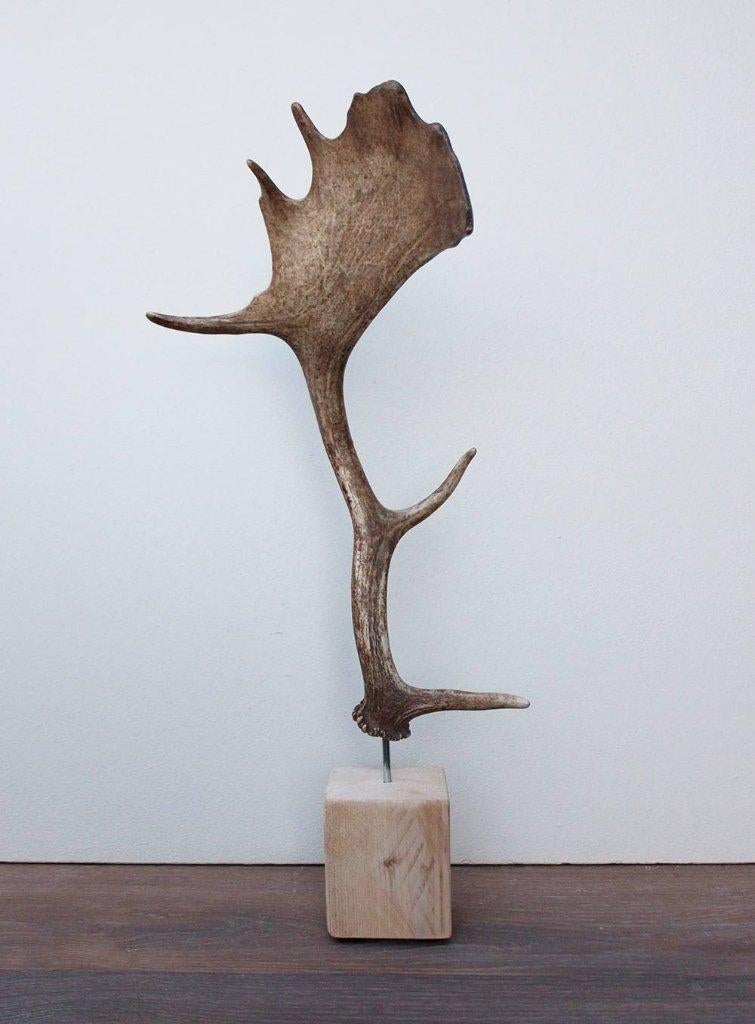 DAMHERT GEWEI op houten sokkel - ref. A, Ophalen of Verzenden, Nieuw, Hert, Gewei of Kop