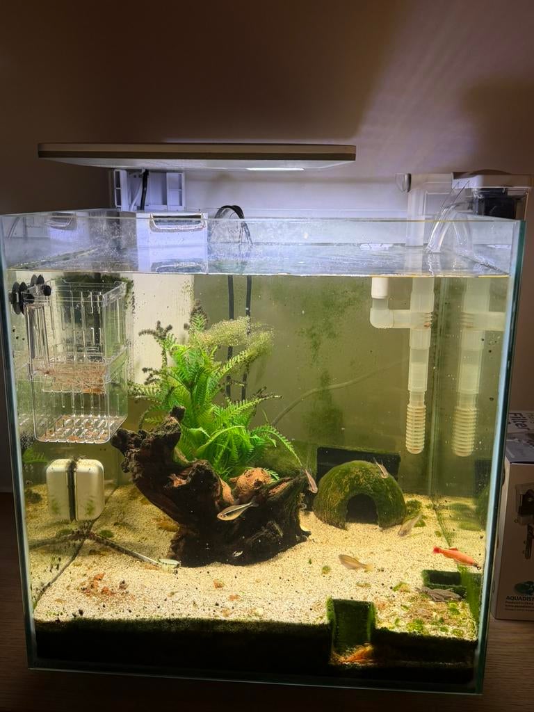 60l aquarium superfish, Animaux & Accessoires, Enlèvement, Comme neuf, Aquarium d'eau douce rempli