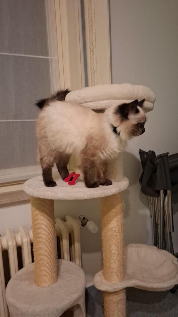 Chat perdu, Dieren en Toebehoren, Vermiste en Gevonden Dieren, Kat