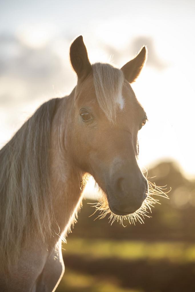 Nmprs jaarling hengstje, Dieren en Toebehoren, Pony's, Hengst, Niet van toepassing, A pony (tot 1.17m), Tuigpony, 0 tot 2 jaar