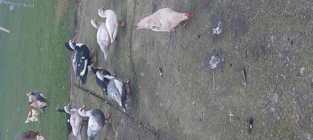 Canards, Animaux & Accessoires