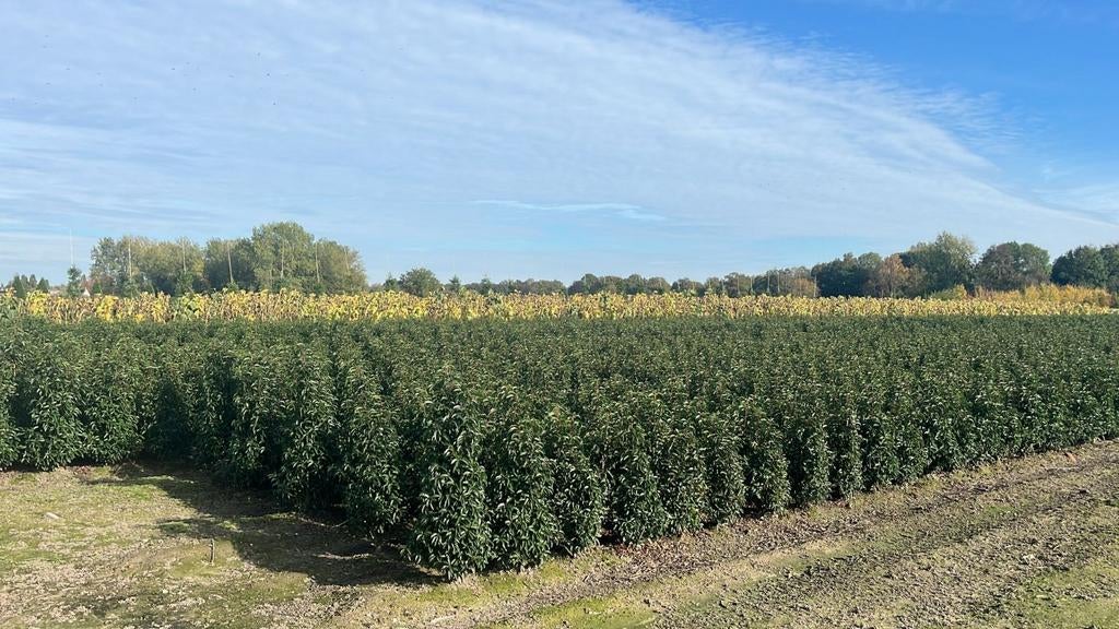 Laurel Oisterwijk, portugaise de formation professionnelle, Enlèvement ou Envoi, Laurier, Haie