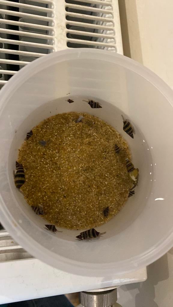 Helena slakken te koop 4 stuks voor 5€, Escargot ou Mollusque