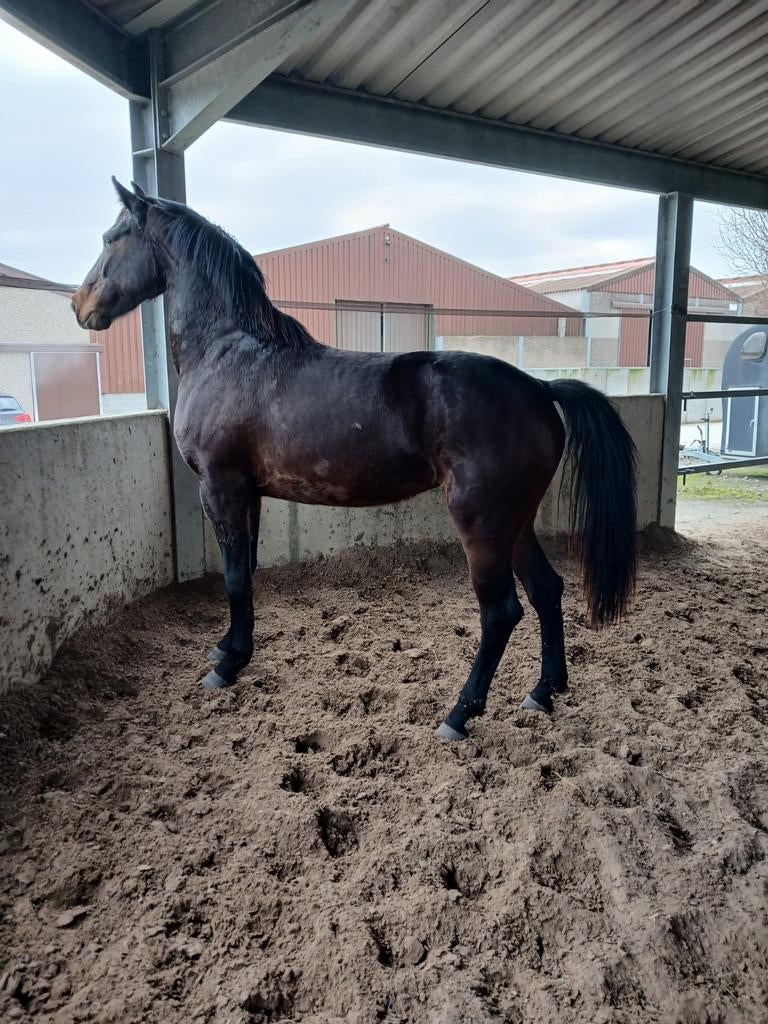 3 jarige spring merrie ( Darco bloedlijn), Dieren en Toebehoren, Paarden, Merrie, Springpaard, Met stamboom, 3 tot 6 jaar