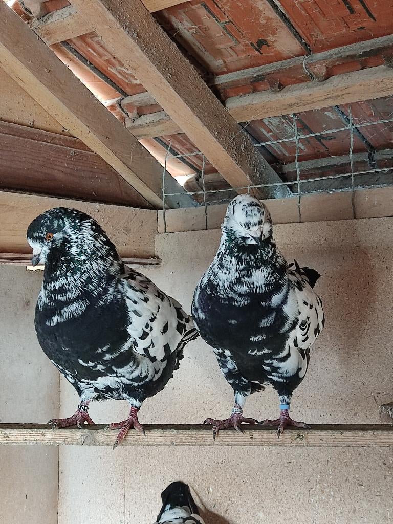 King pigeon, Sexe inconnu, Autres espèces
