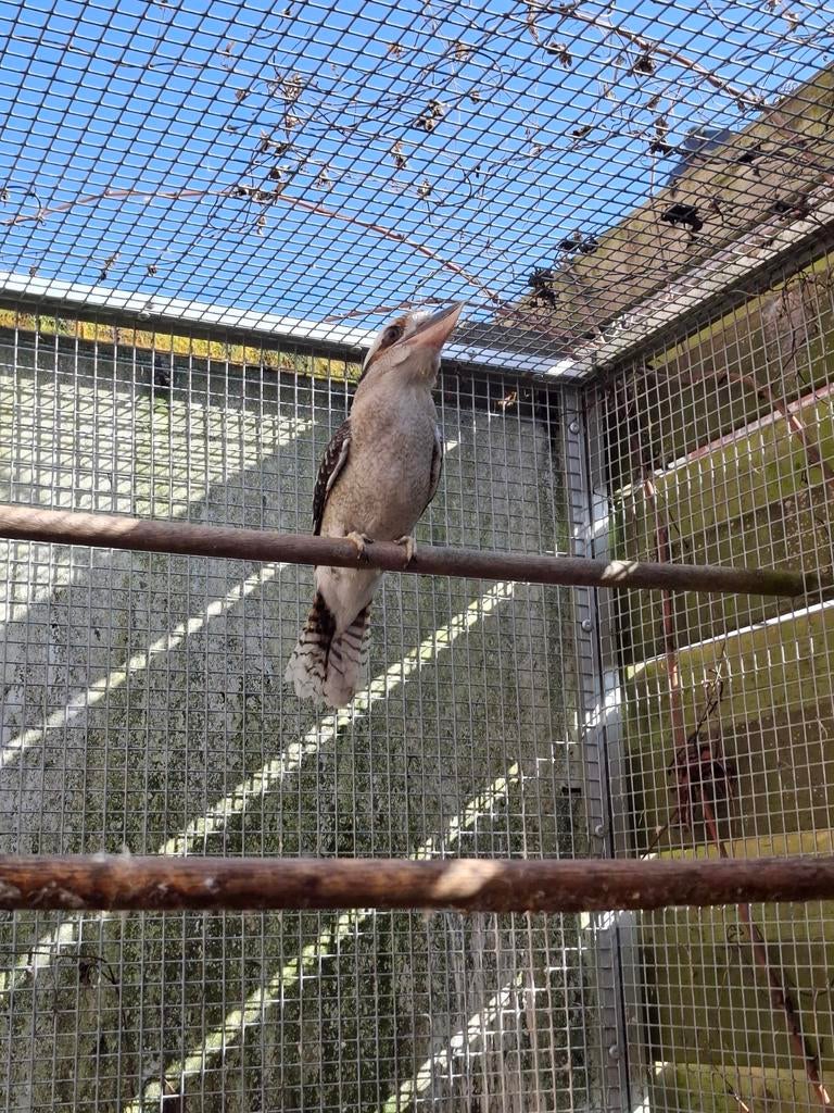 Kookaburra Proven Breeder v 2016 avec des documents ADN !, Animaux & Accessoires, Bagué