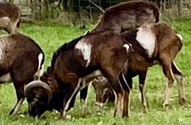 Moeflon ram 2 jaar, Dieren en Toebehoren, Mannelijk, Schaap, 0 tot 2 jaar
