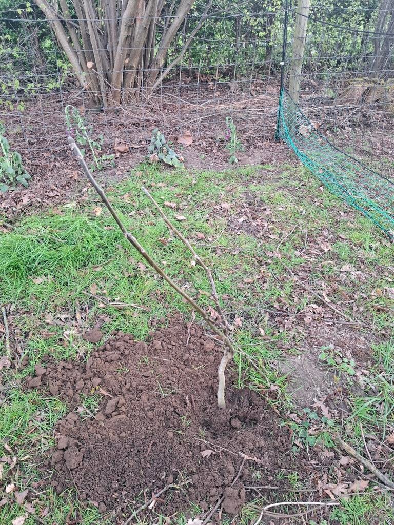 Jonge notelaar, walnoot te koop, 3 j oud, ongeveer 1m hoog, Enlèvement