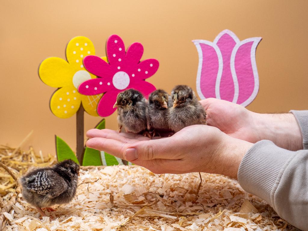 Barnevelder kriel zilver gezoomde kuikens gesekst & ingeënt, Dieren en Toebehoren, Kip