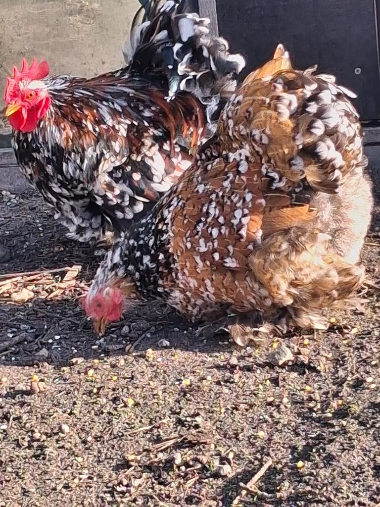 Cochin kriel hennen, Dieren en Toebehoren, Pluimvee, Vrouwelijk, Kip